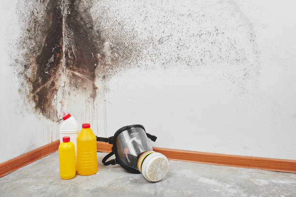 Best Mold Cleaning Services  in Dumbarton, VA