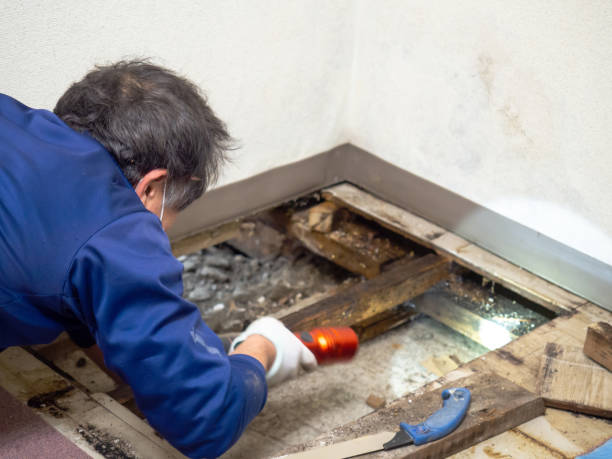 Reliable Dumbarton, VA Mold Removal Solutions