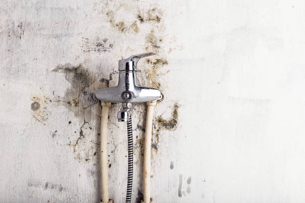 Best Mold Damage Repair  in Dumbarton, VA