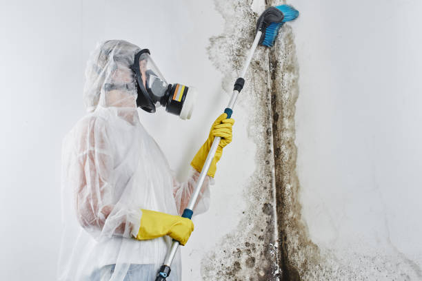 Best Certified Mold Removal  in Dumbarton, VA