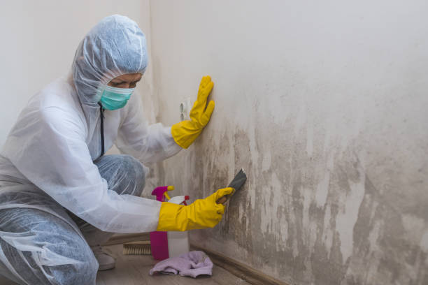 Best Attic Mold Removal  in Dumbarton, VA
