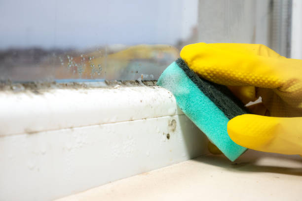 Reliable Dumbarton, VA Mold Removal Solutions