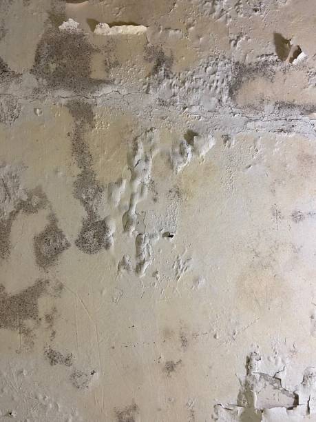 Best Affordable Mold Removal  in Dumbarton, VA