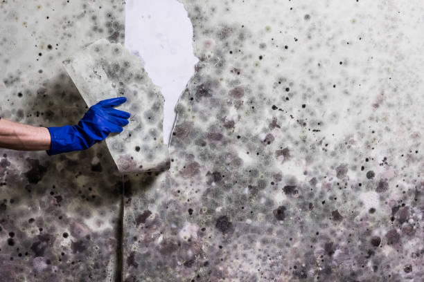 Best Office Mold Removal Services  in Dumbarton, VA