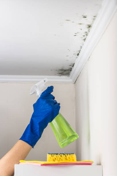 Best Toxic Mold Removal  in Dumbarton, VA