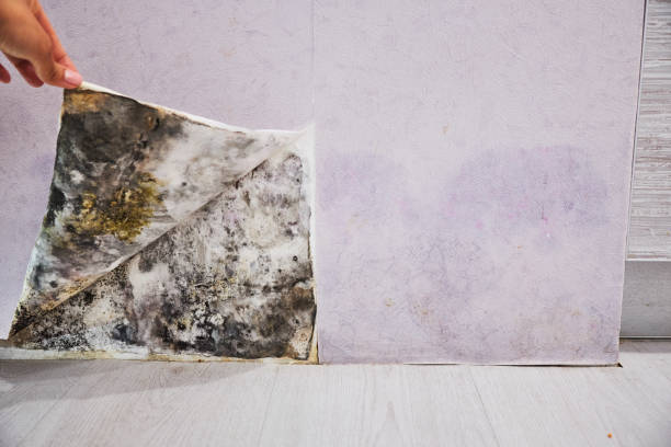 Home Mold Removal in Dumbarton, VA